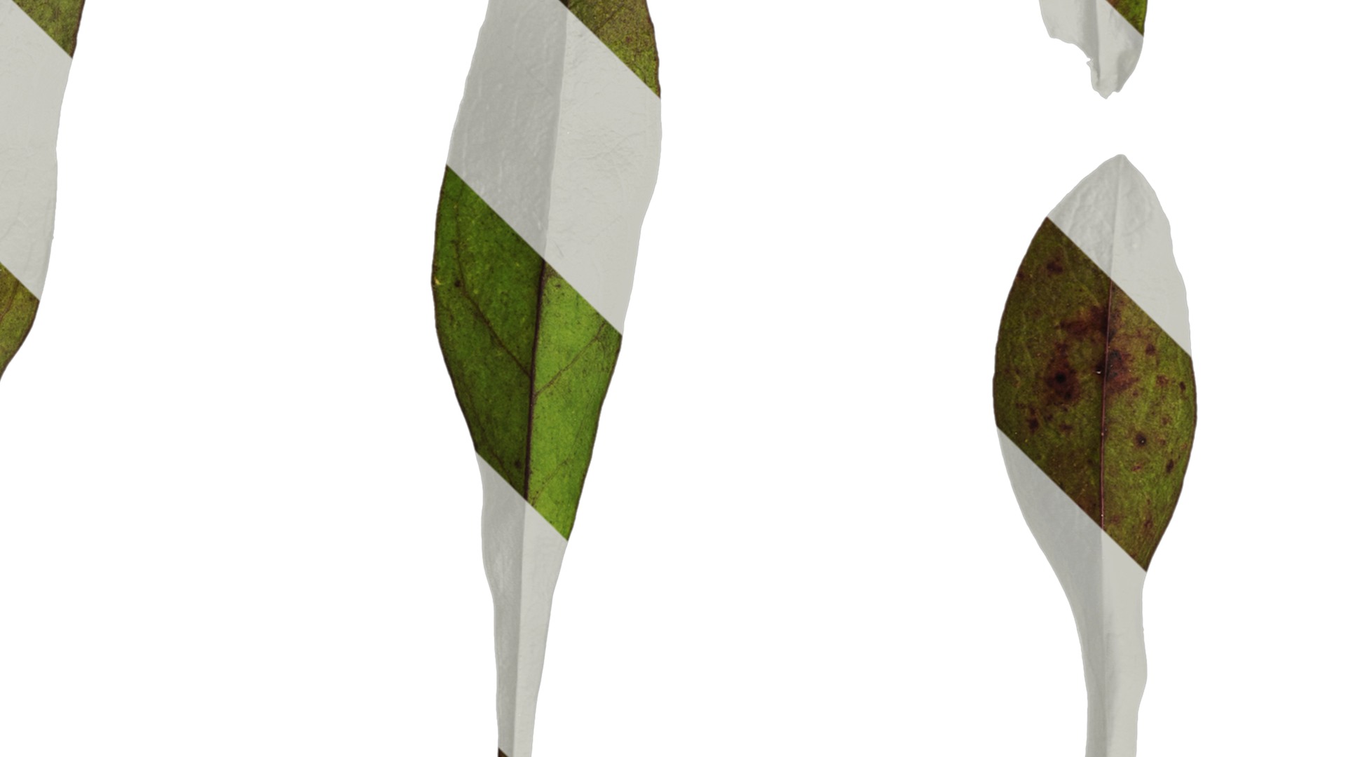 Anydrafts Penstemon digitalis Leaf 02 Texture_4