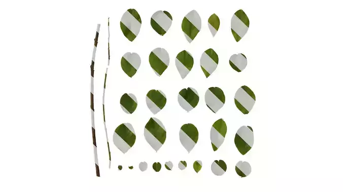 Anydrafts Lagerstroemia indica Leaf 04