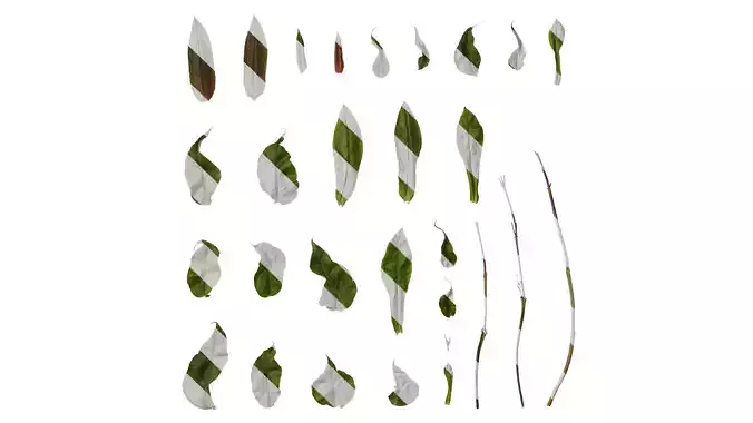 Anydrafts Penstemon digitalis Leaf 03