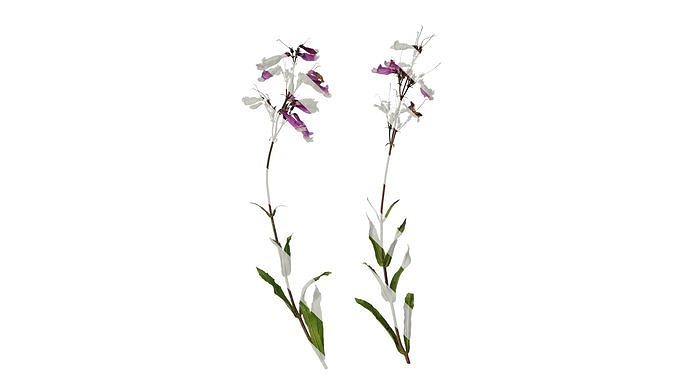 Anydrafts Penstemon hirsutus pygmaeus Atlas 01 Texture