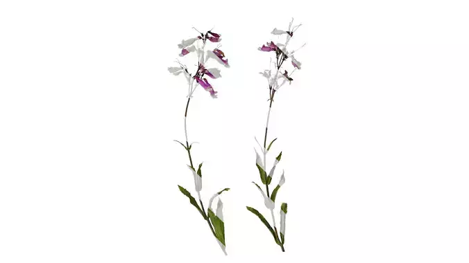 Anydrafts Penstemon hirsutus pygmaeus Atlas 01