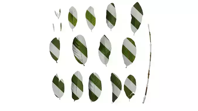 Anydrafts Lagerstroemia speciosa Leaf 02