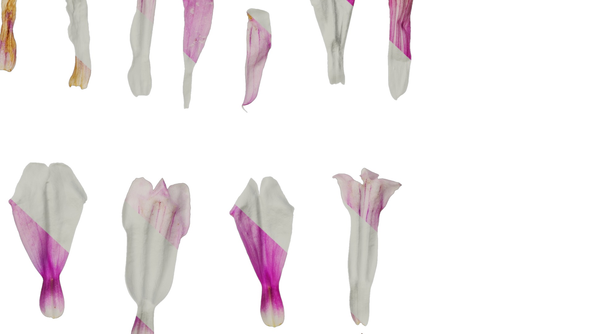 Anydrafts Penstemon hirsutus pygmaeus Flower 01 Texture_6