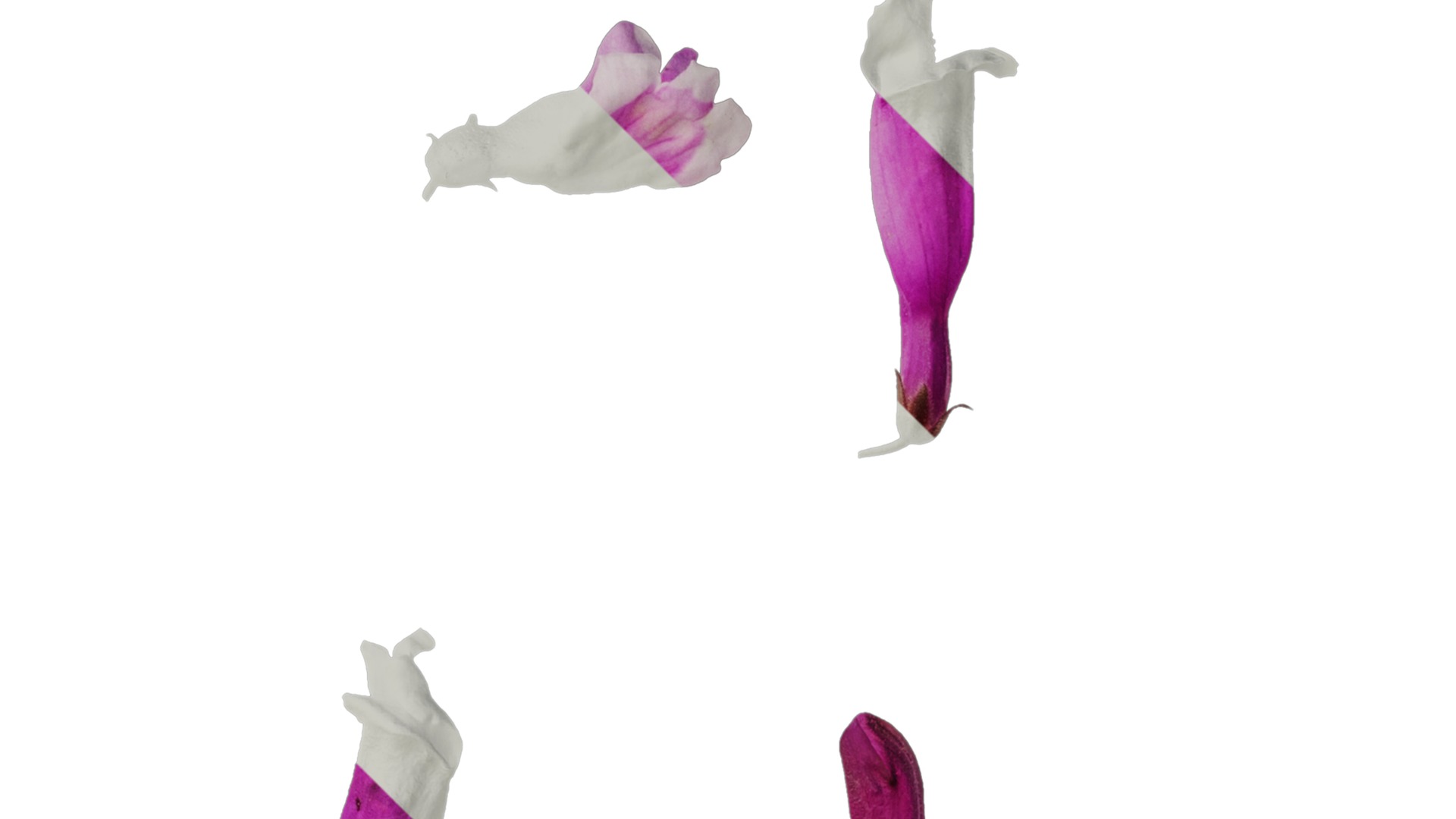 Anydrafts Penstemon hirsutus pygmaeus Flower 01 Texture_2