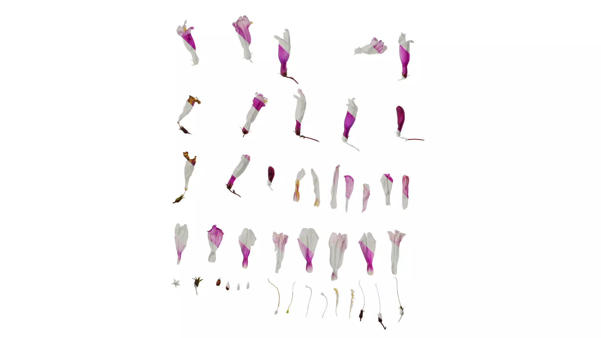 Anydrafts Penstemon hirsutus pygmaeus Flower 01 Texture_0