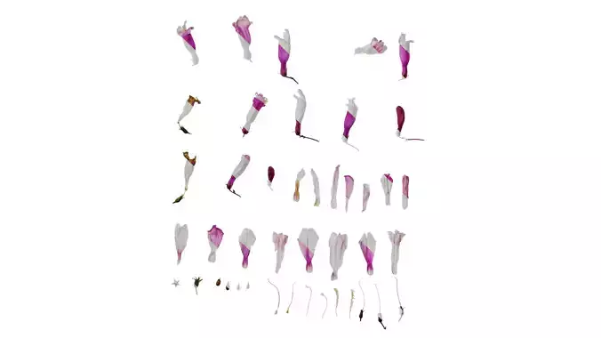 Anydrafts Penstemon hirsutus pygmaeus Flower 01