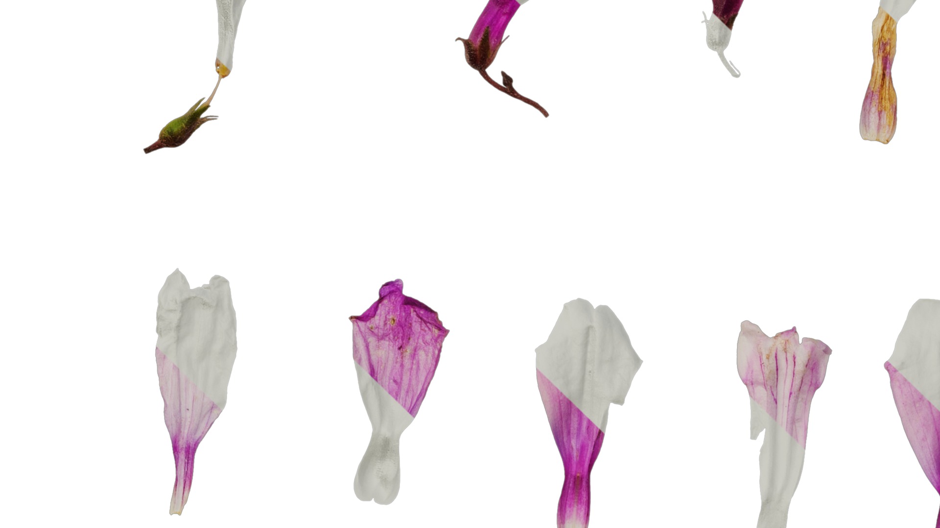 Anydrafts Penstemon hirsutus pygmaeus Flower 01 Texture_5