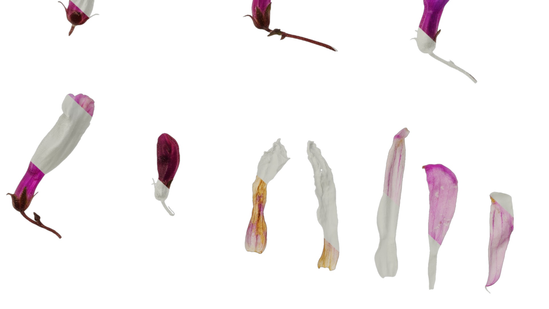 Anydrafts Penstemon hirsutus pygmaeus Flower 01 Texture_7