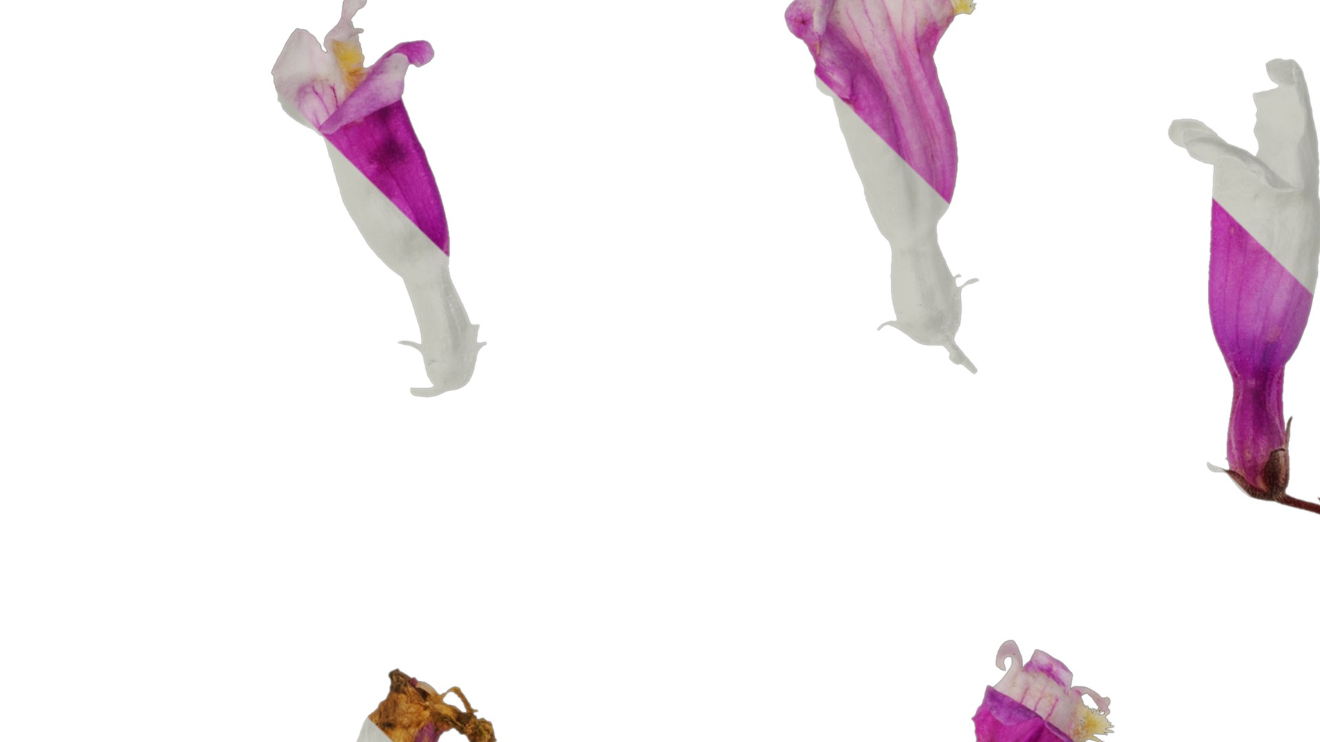 Anydrafts Penstemon hirsutus pygmaeus Flower 01 Texture_1