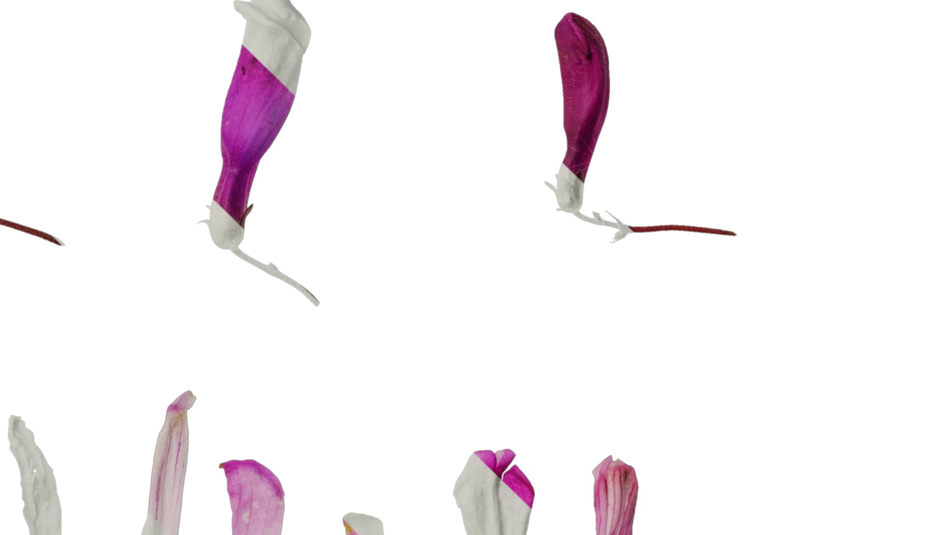 Anydrafts Penstemon hirsutus pygmaeus Flower 01 Texture_4