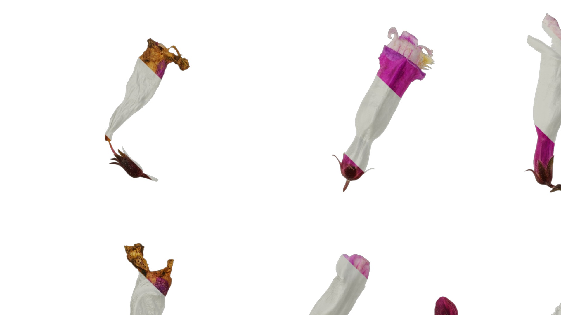 Anydrafts Penstemon hirsutus pygmaeus Flower 01 Texture_3