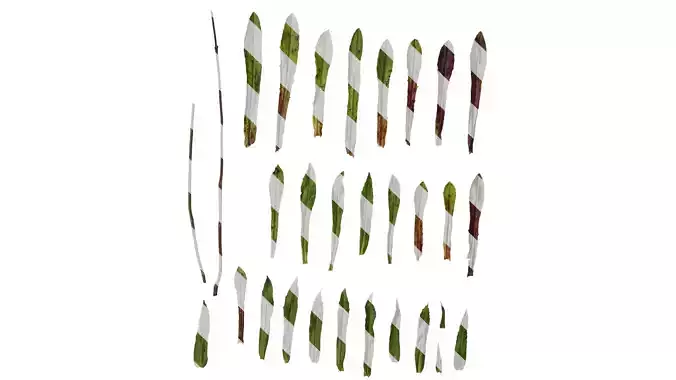 Anydrafts Penstemon hirsutus pygmaeus Leaf 01