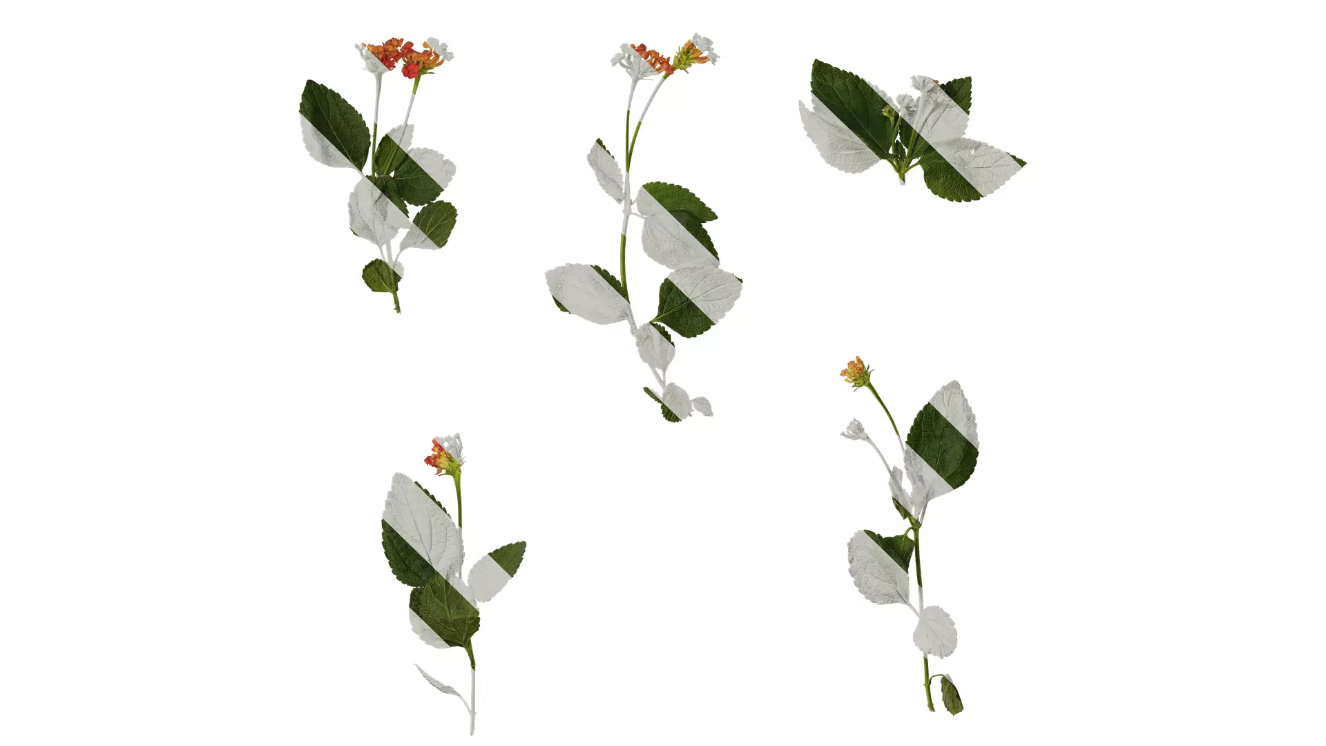 Anydrafts Lantana camara Atlas 01 Texture