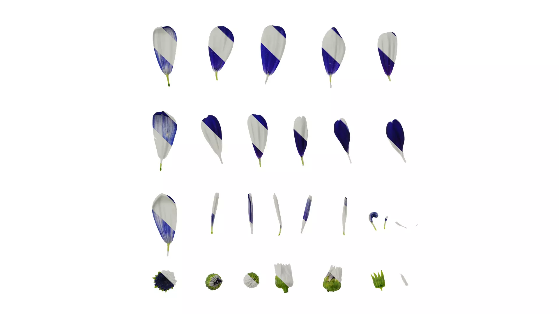 Anydrafts Pericallis x hybrida Flower 01 Texture_0