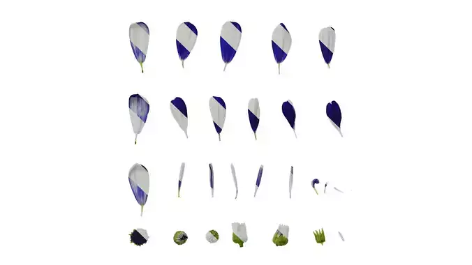 Anydrafts Pericallis x hybrida Flower 01