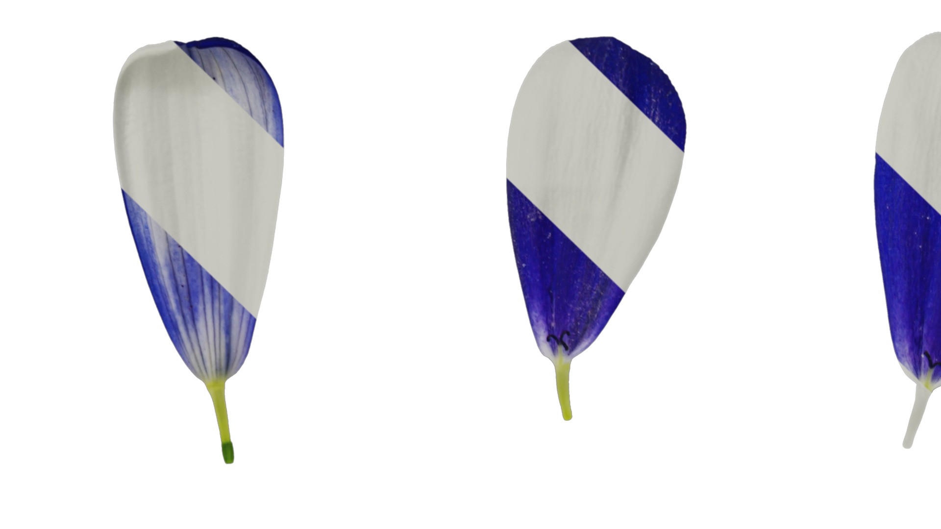 Anydrafts Pericallis x hybrida Flower 01 Texture_1