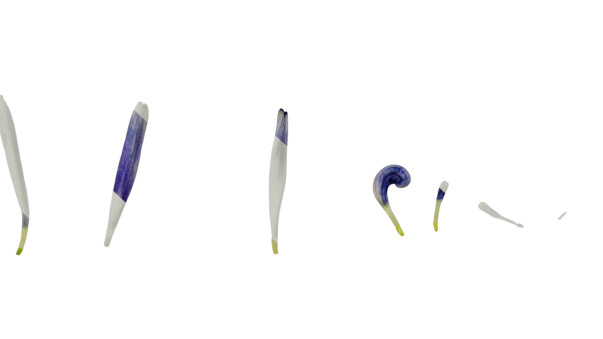 Anydrafts Pericallis x hybrida Flower 01 Texture_6