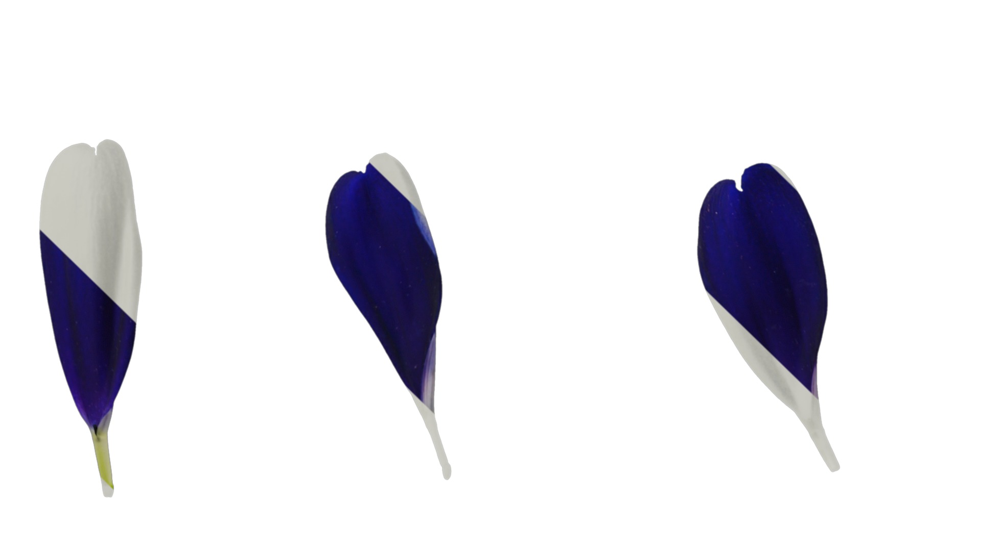 Anydrafts Pericallis x hybrida Flower 01 Texture_4