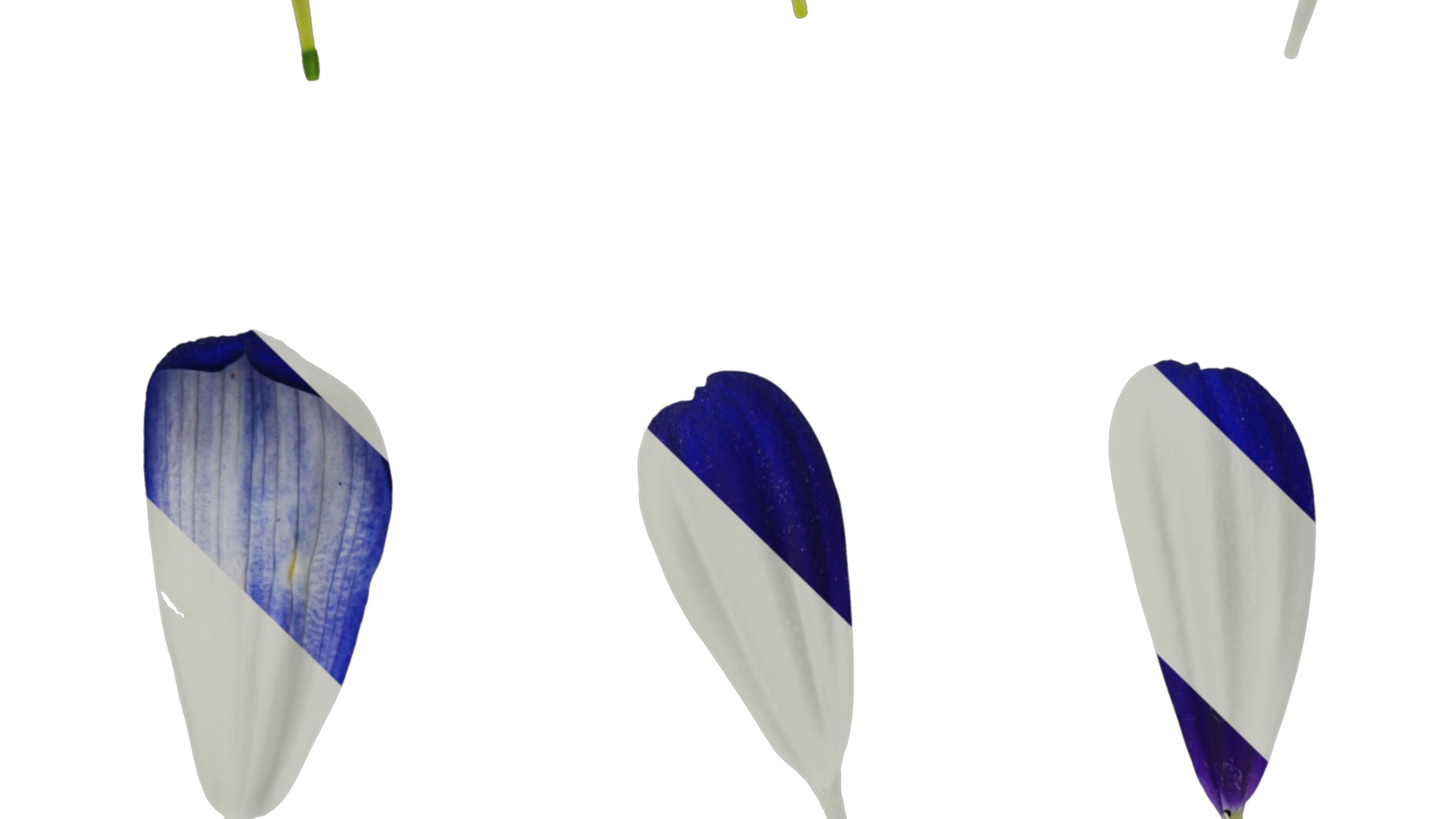 Anydrafts Pericallis x hybrida Flower 01 Texture_3