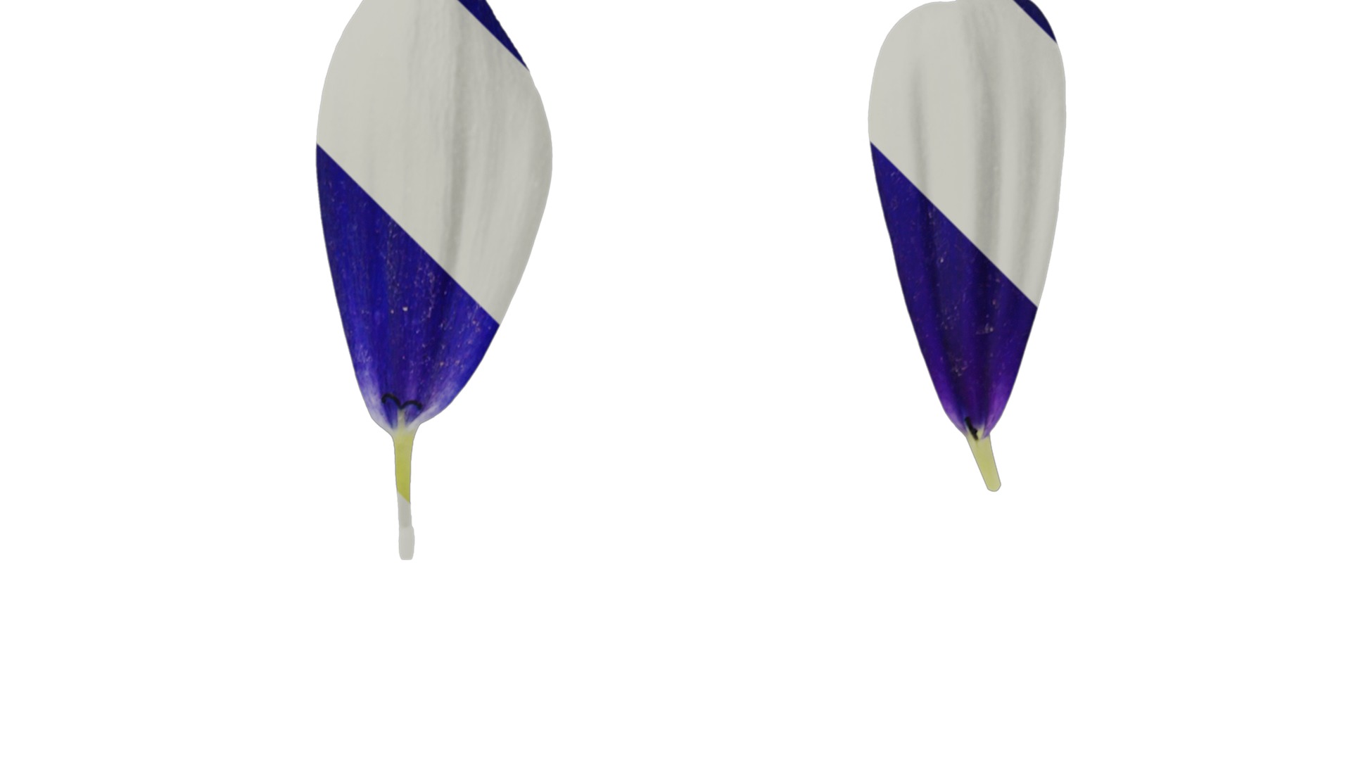 Anydrafts Pericallis x hybrida Flower 01 Texture_2