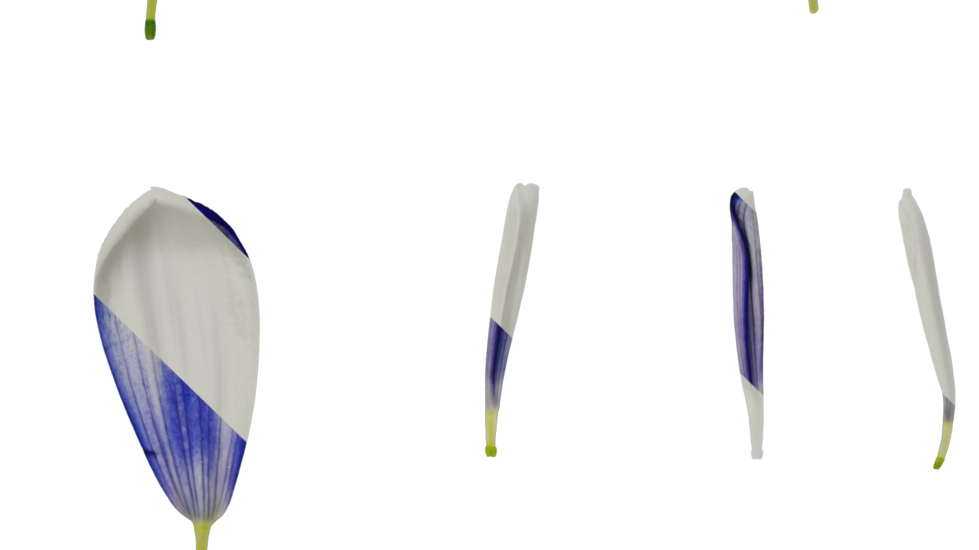 Anydrafts Pericallis x hybrida Flower 01 Texture_5