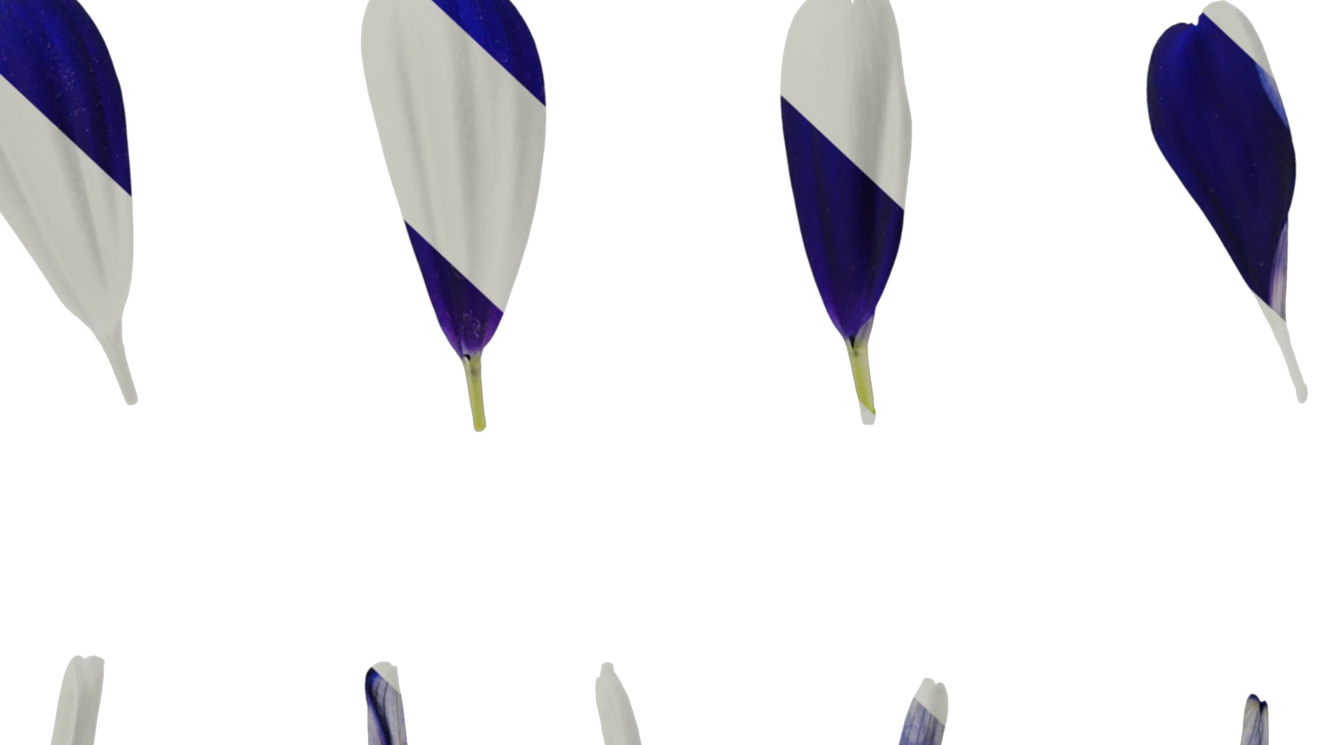 Anydrafts Pericallis x hybrida Flower 01 Texture_7