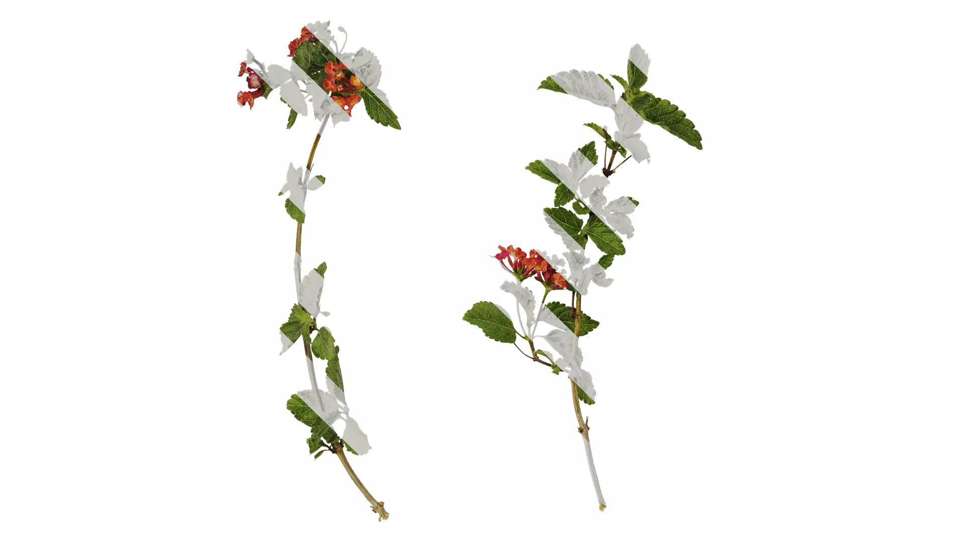 Anydrafts Lantana camara Atlas 03 Texture