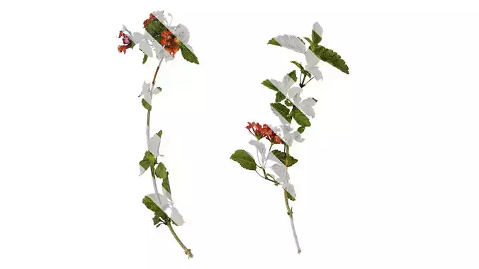 Anydrafts Lantana camara Atlas 03