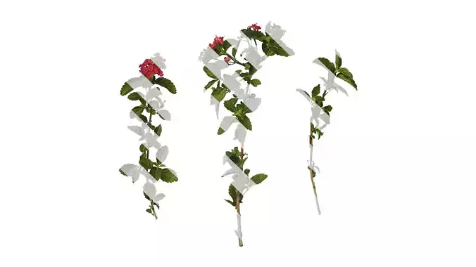 Anydrafts Lantana camara Atlas 04