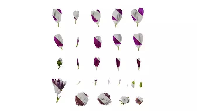 Anydrafts Pericallis x hybrida Flower 05 F