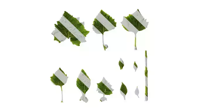 Anydrafts Pericallis x hybrida Leaf 01