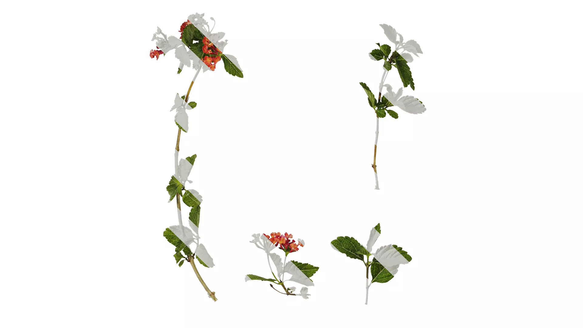 Anydrafts Lantana camara Atlas 05 Texture