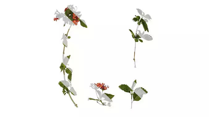 Anydrafts Lantana camara Atlas 05