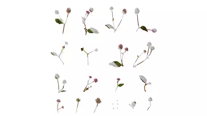 Anydrafts Persicaria capitata Atlas 01