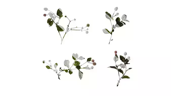 Anydrafts Persicaria capitata Atlas 02