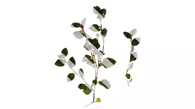 Anydrafts Persicaria capitata Atlas 04