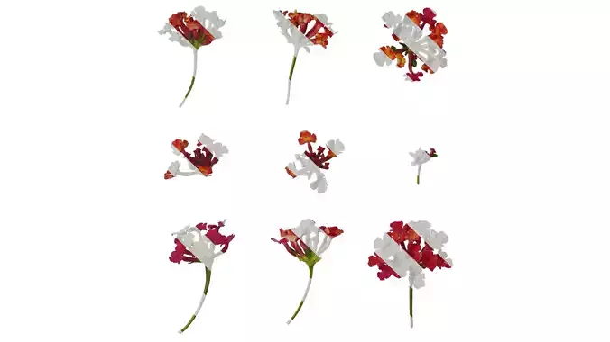 Anydrafts Lantana camara Flower 04