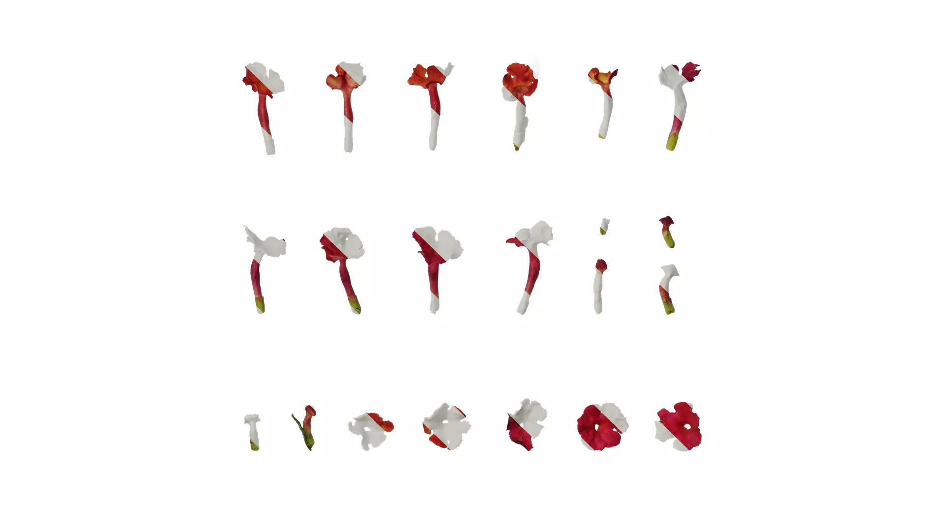 Anydrafts Lantana camara Flower 05 Texture_0