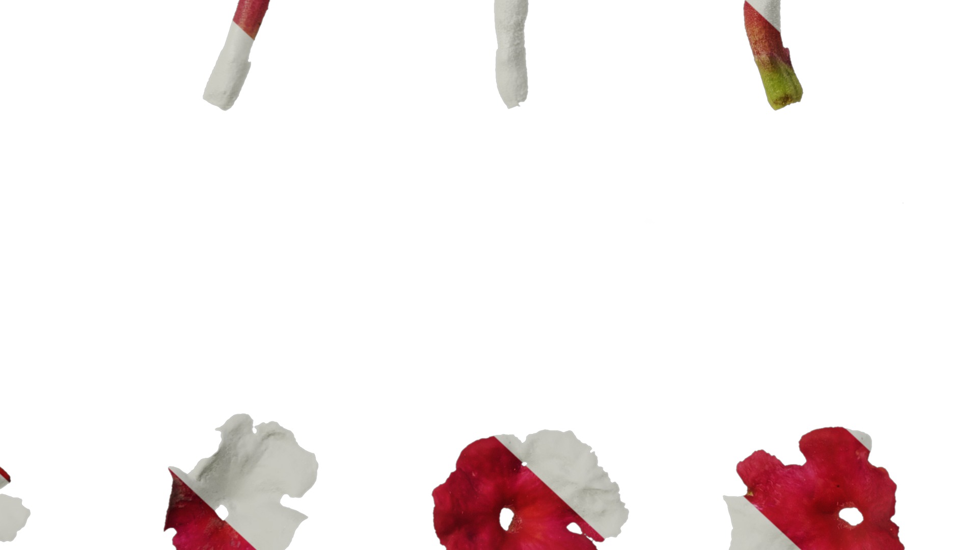 Anydrafts Lantana camara Flower 05 Texture_6