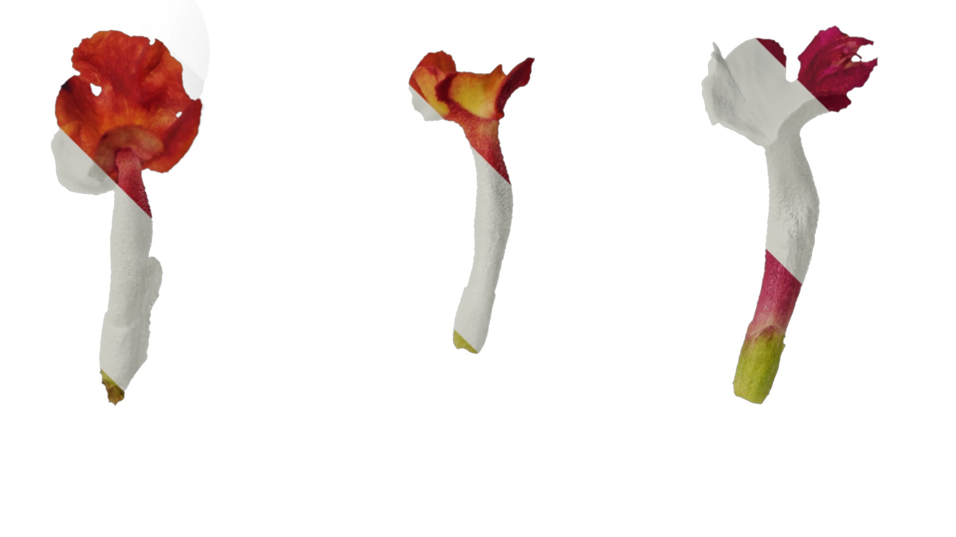 Anydrafts Lantana camara Flower 05 Texture_2