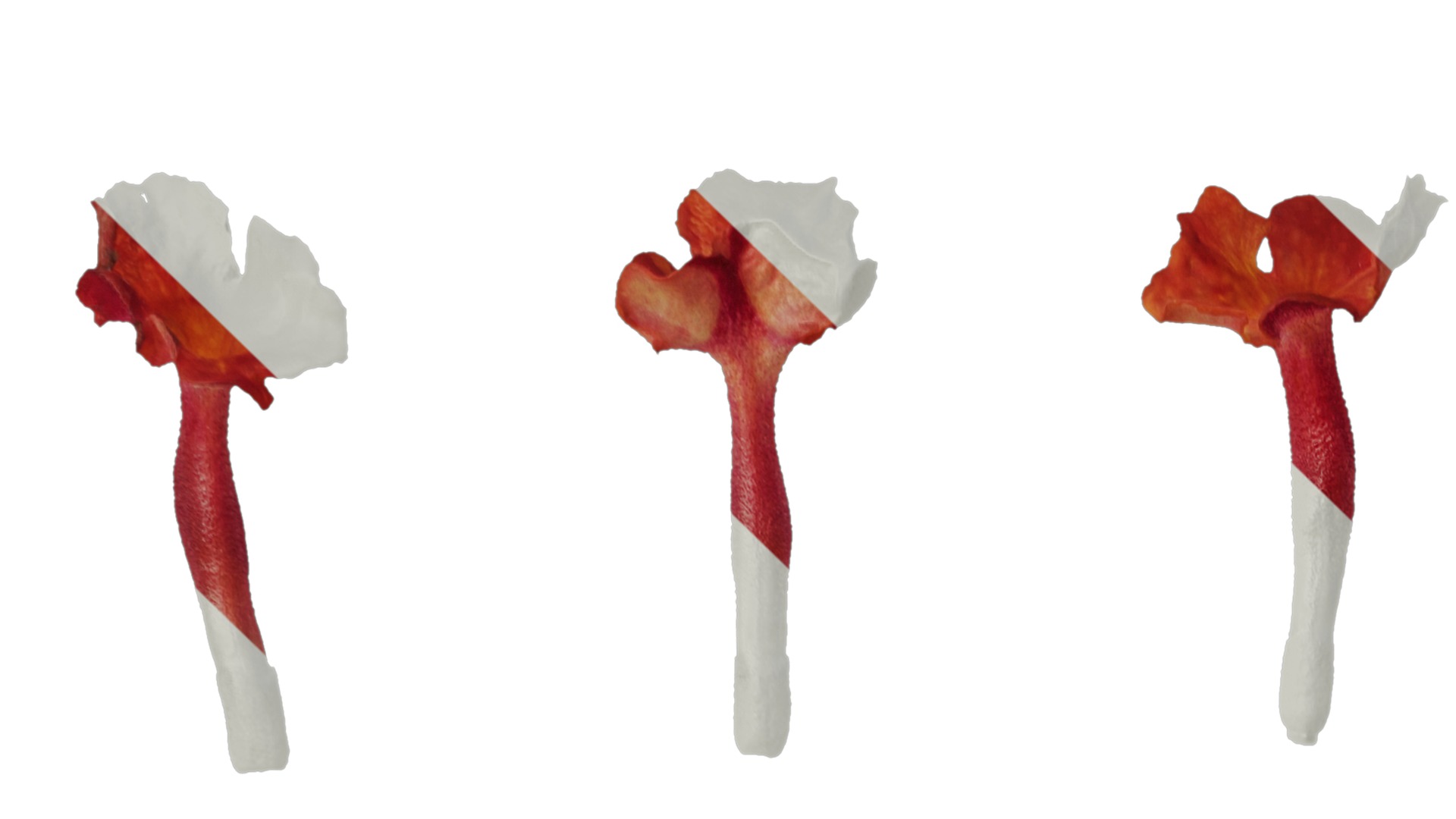 Anydrafts Lantana camara Flower 05 Texture_1