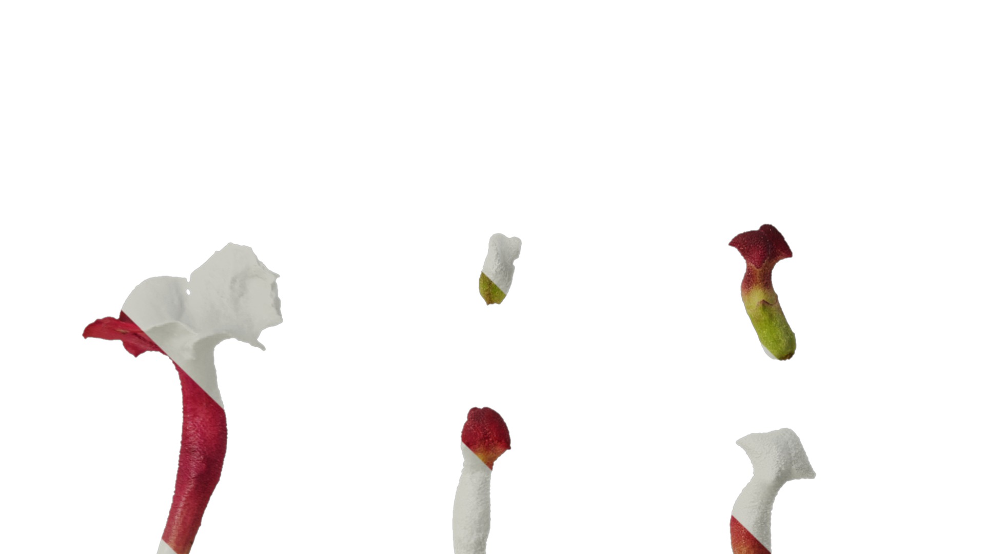 Anydrafts Lantana camara Flower 05 Texture_4