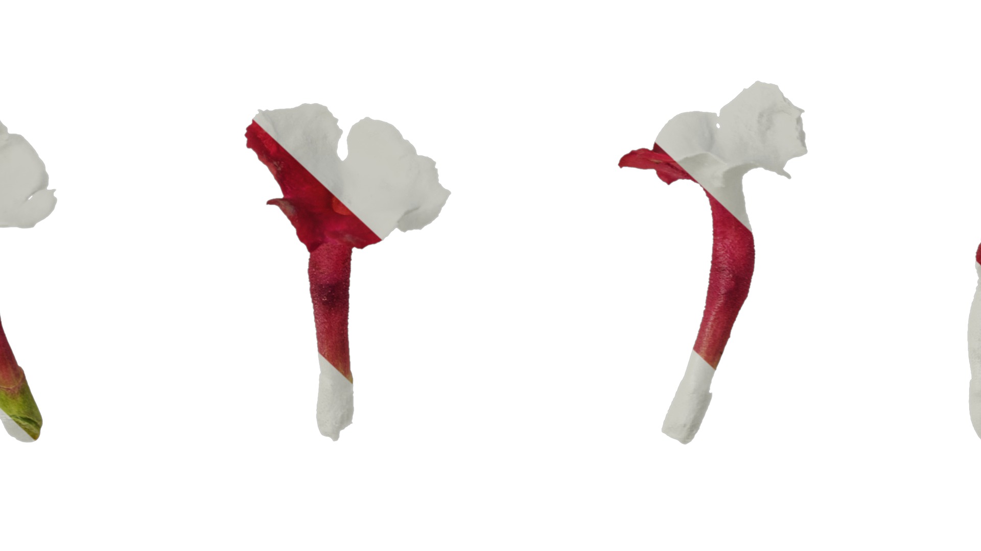 Anydrafts Lantana camara Flower 05 Texture_7