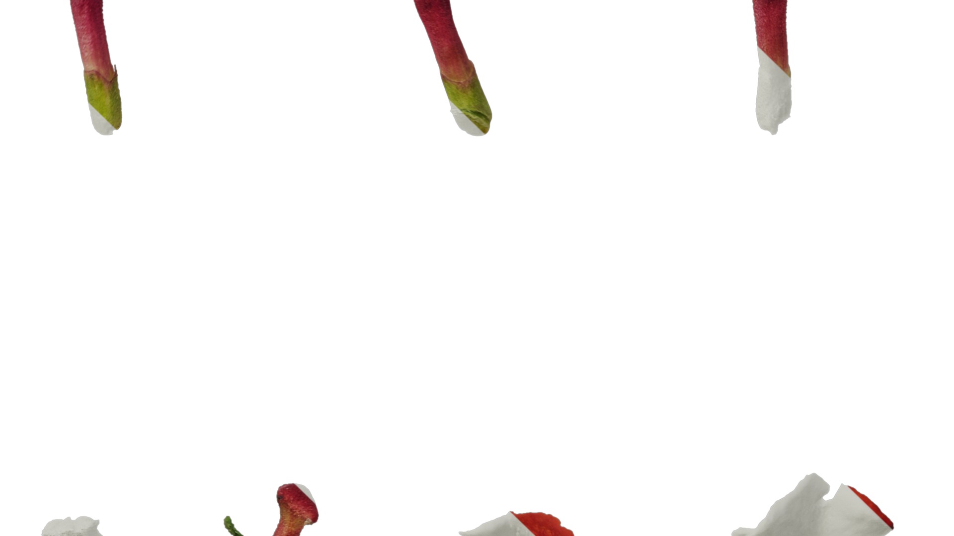 Anydrafts Lantana camara Flower 05 Texture_5