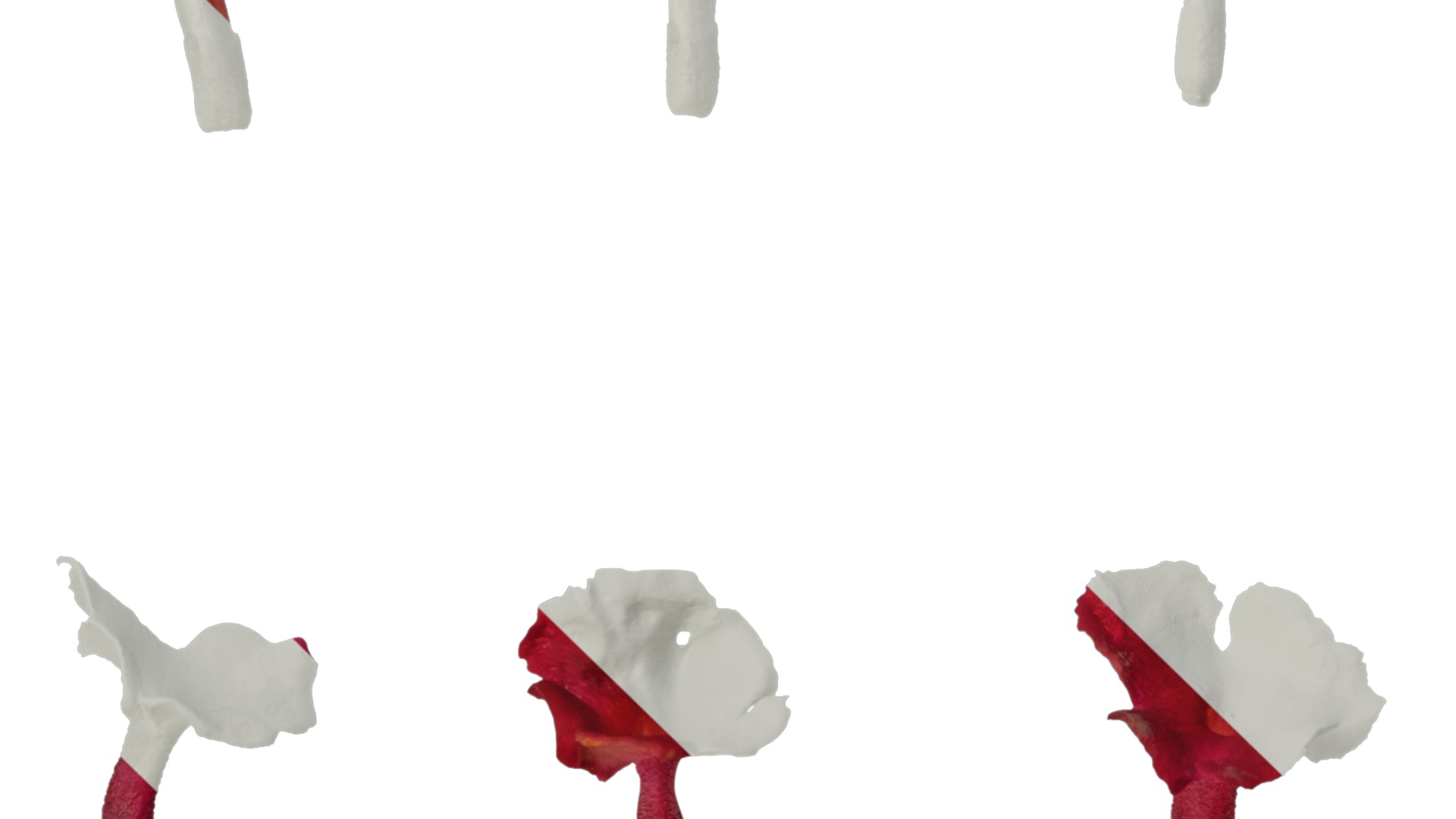 Anydrafts Lantana camara Flower 05 Texture_3