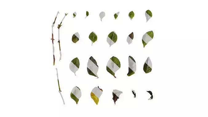 Anydrafts Persicaria capitata Leaf 01