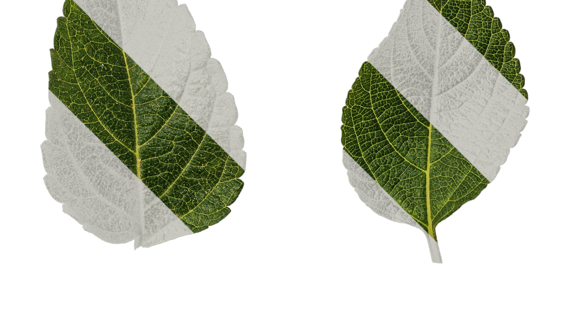 Anydrafts Lantana camara Leaf 01 Texture_2