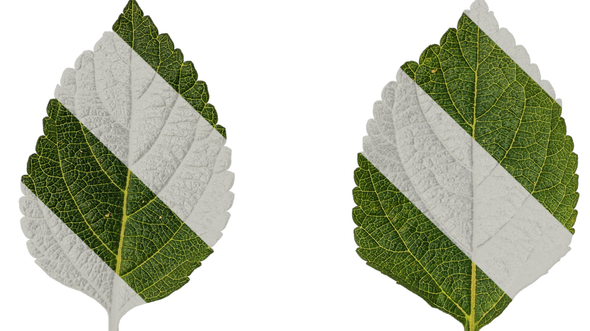 Anydrafts Lantana camara Leaf 01 Texture_1