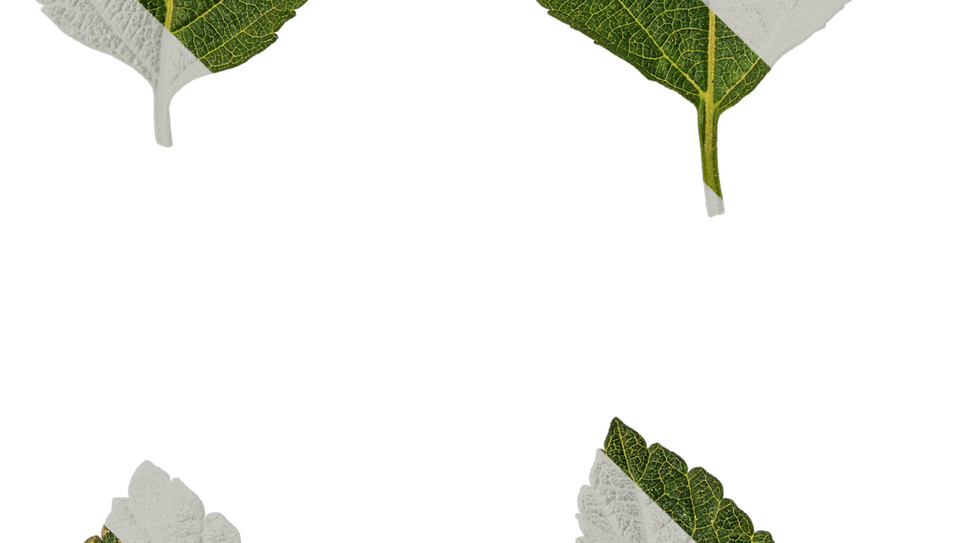 Anydrafts Lantana camara Leaf 01 Texture_3