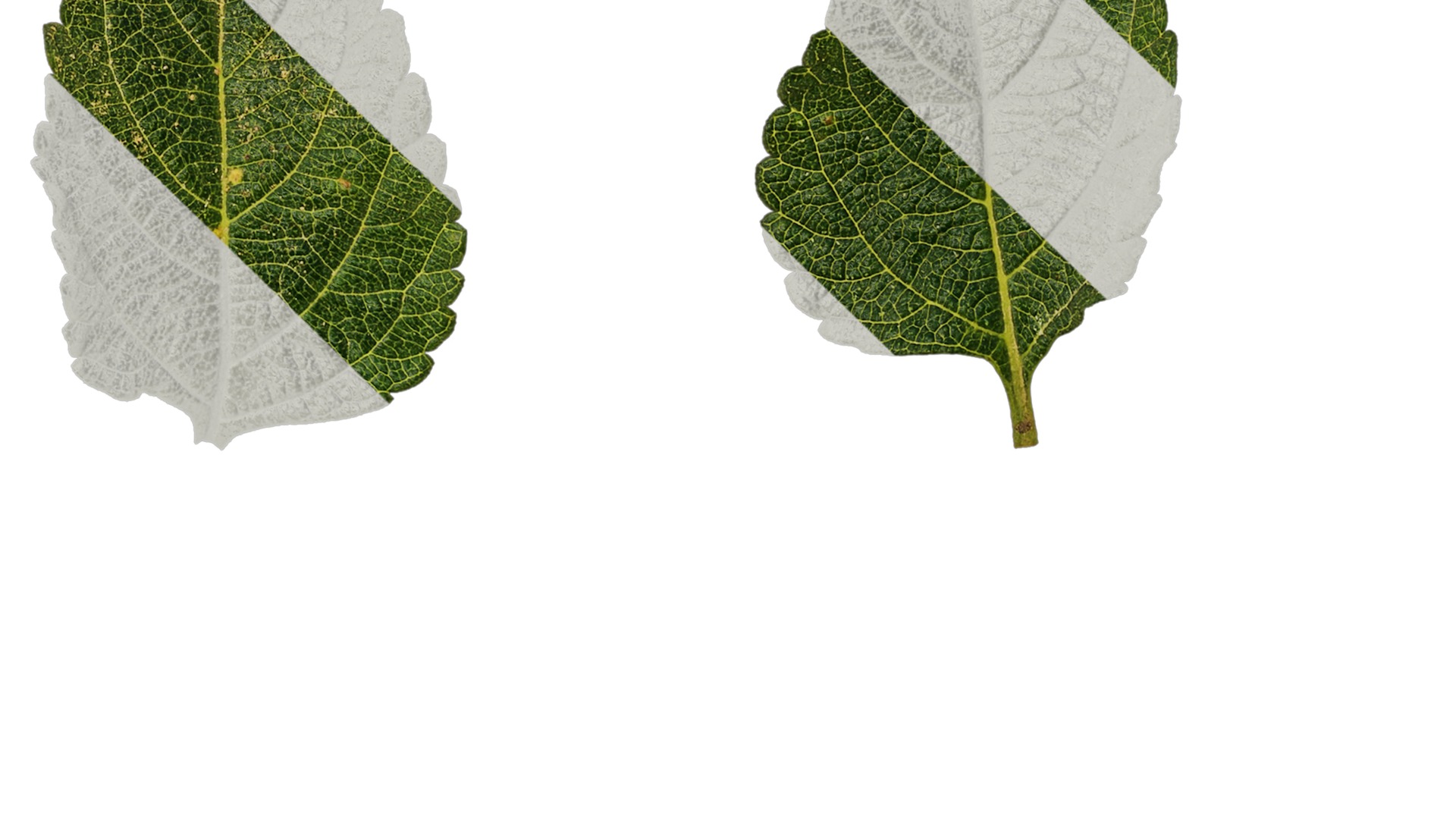 Anydrafts Lantana camara Leaf 01 Texture_5